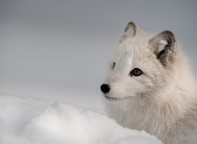 Wallpaper Arctic fox, Northern Hemisphere, animal, Animals 6473415445